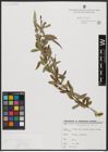 Foto von Salix acmophylla Boiss.